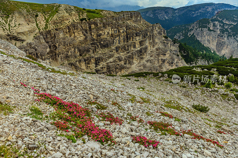 在六层白云岩中，拉瓦雷多群的Tre Cime之下，Rifugio Auronzo附近的花。国家公园，欧洲阿尔卑斯山，意大利